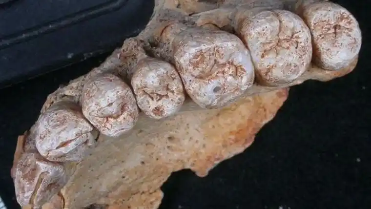 Descubren restos fósiles que cambian la historia de los primeros humanos