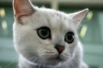 Tres veces al año celebramos el Día Internacional del Gato, y estas son las razones