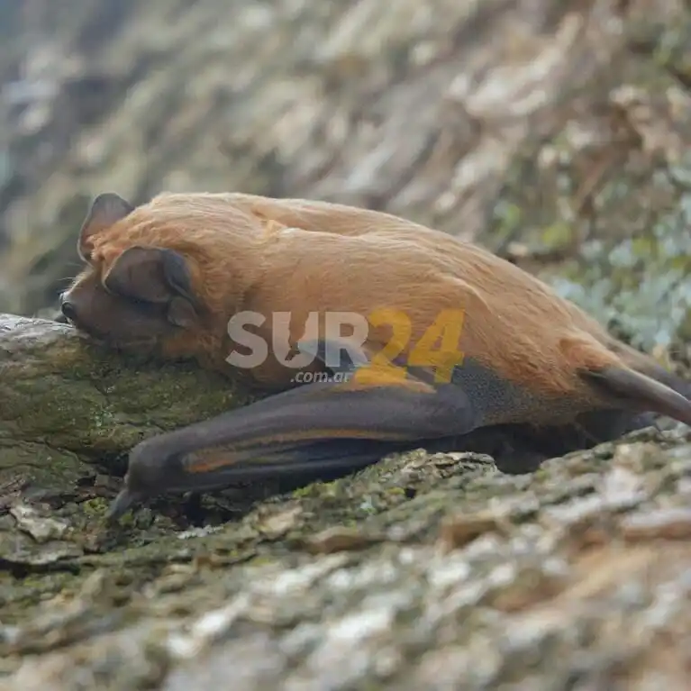 El Museo Provincial Ángel Gallardo identificó una nueva especie de murciélago en Argentina y es de Melincué