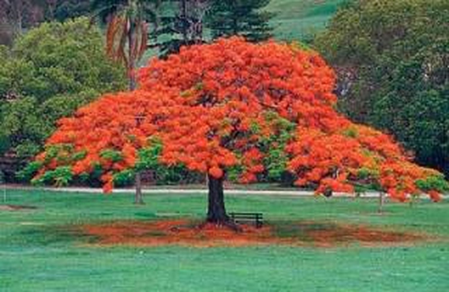 El árbol “Chivato”