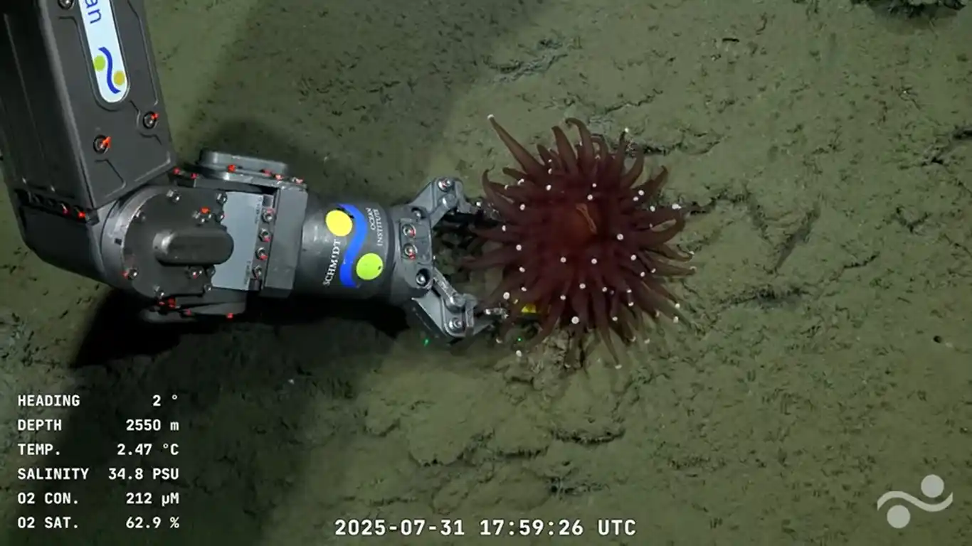 Imagen de una anémona, a 2.550 metros de profundidad, en la tarde de este jueves, cuando el brazo del robot pretendía examinarla.
