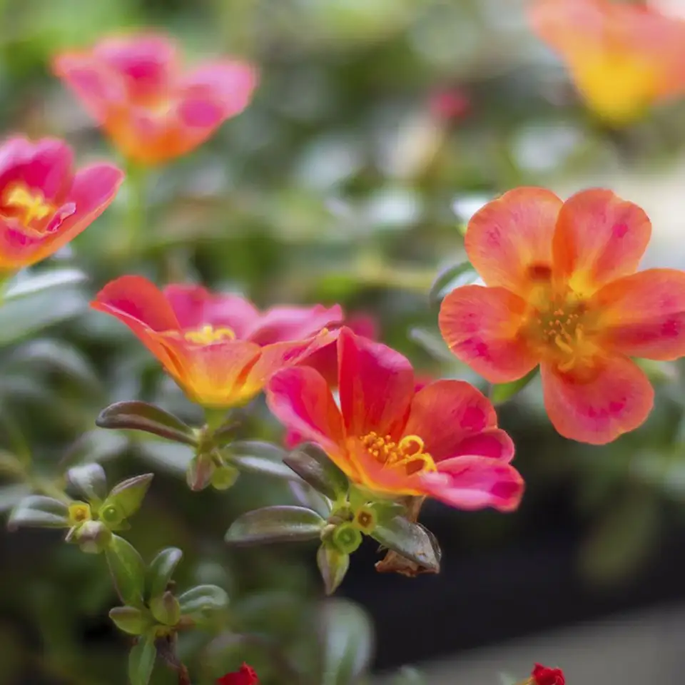 Se compraron 60 mil nuevos plantines