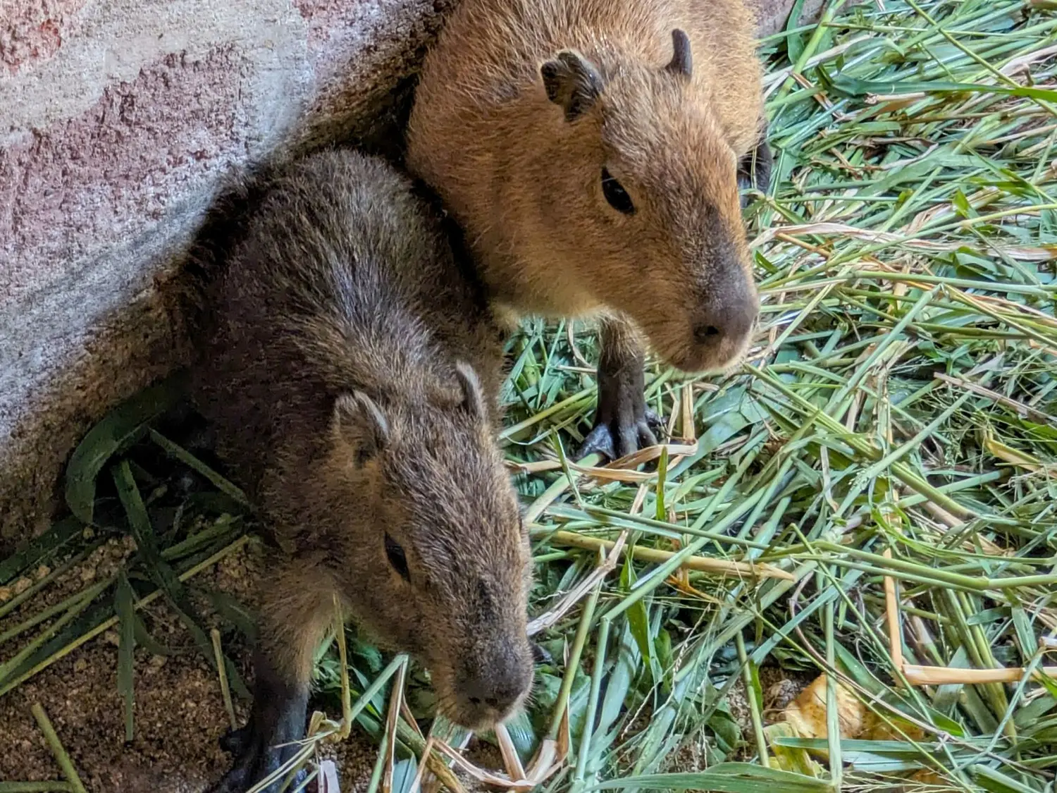 La provincia brindó recomendaciones acerca de cómo actuar ante la aparición de fauna silvestre en zonas urbanas