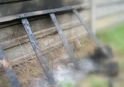 Encuentran un perro calcinado en el Estadio Municipal 