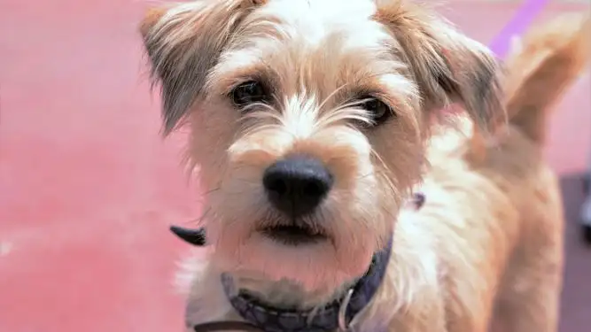 Canadá legaliza el sexo con animales pero con matices