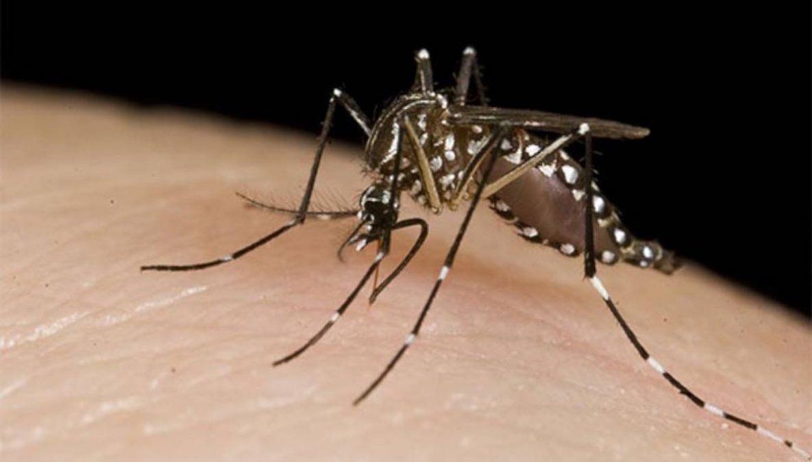 Detectaron 3 casos de dengue en Luján: Aseguraron que no son autóctonos y descartaron brote