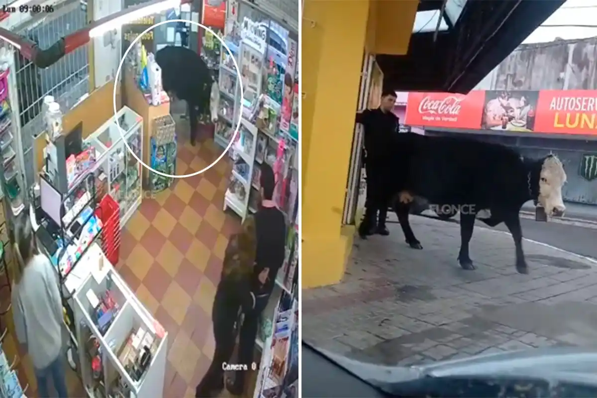 Una vaca ingresó a una librería en Concordia