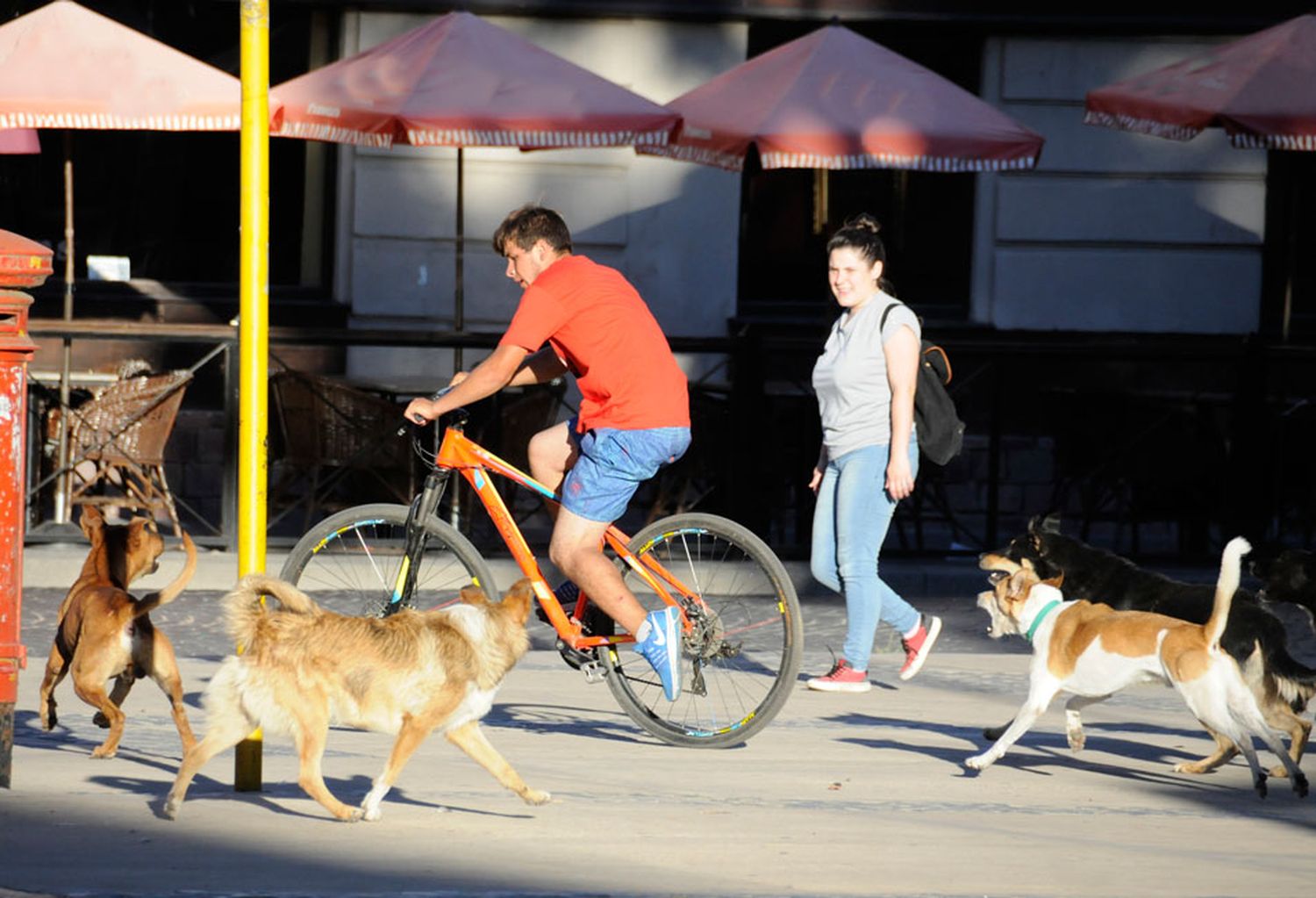 Movimiento Activista Animal y PAT impulsan  una alternativa al proyecto impulsado por Copecos