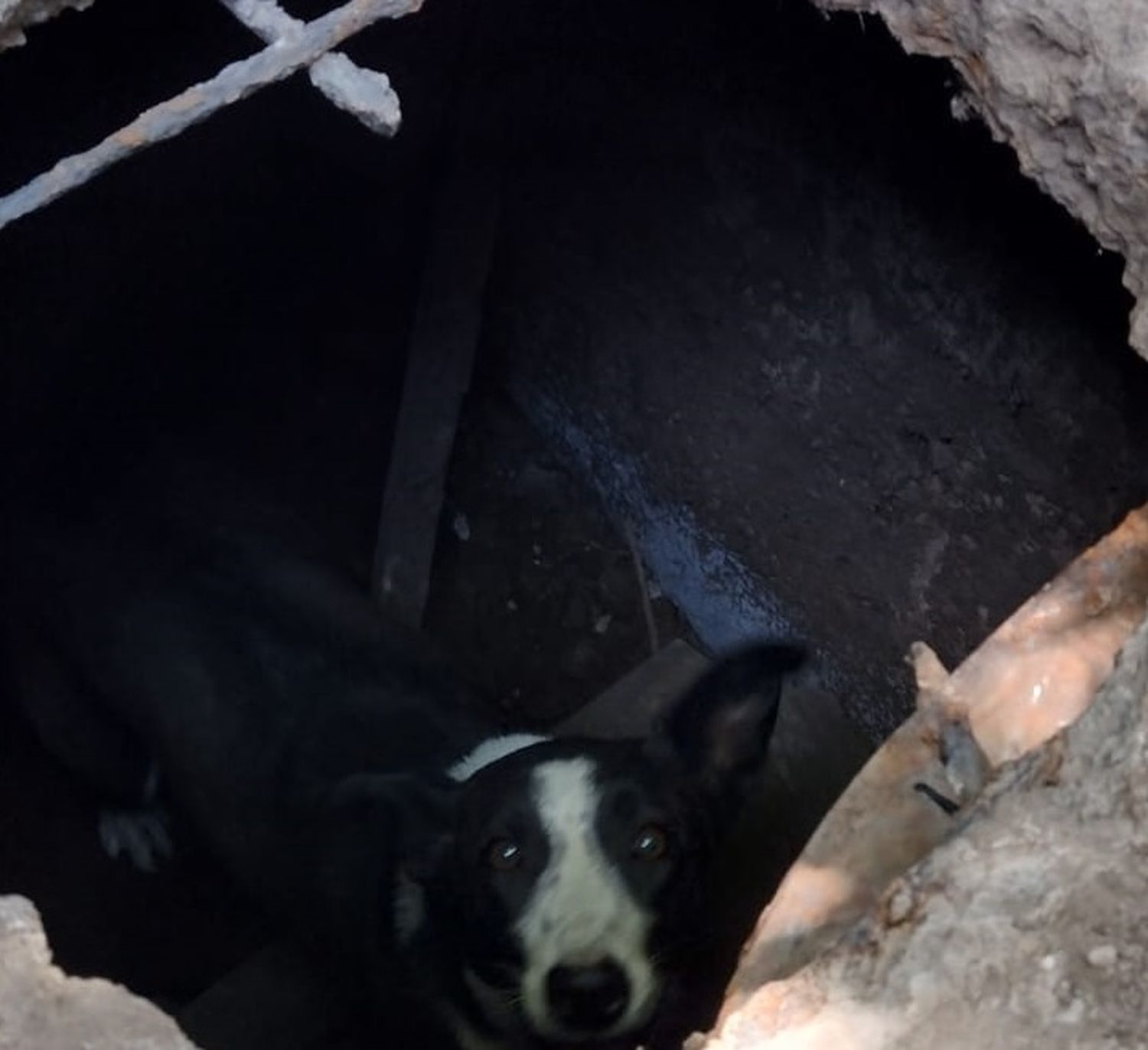 Venado Tuerto: bomberos rescataron a un perro que cayó en un pozo ciego