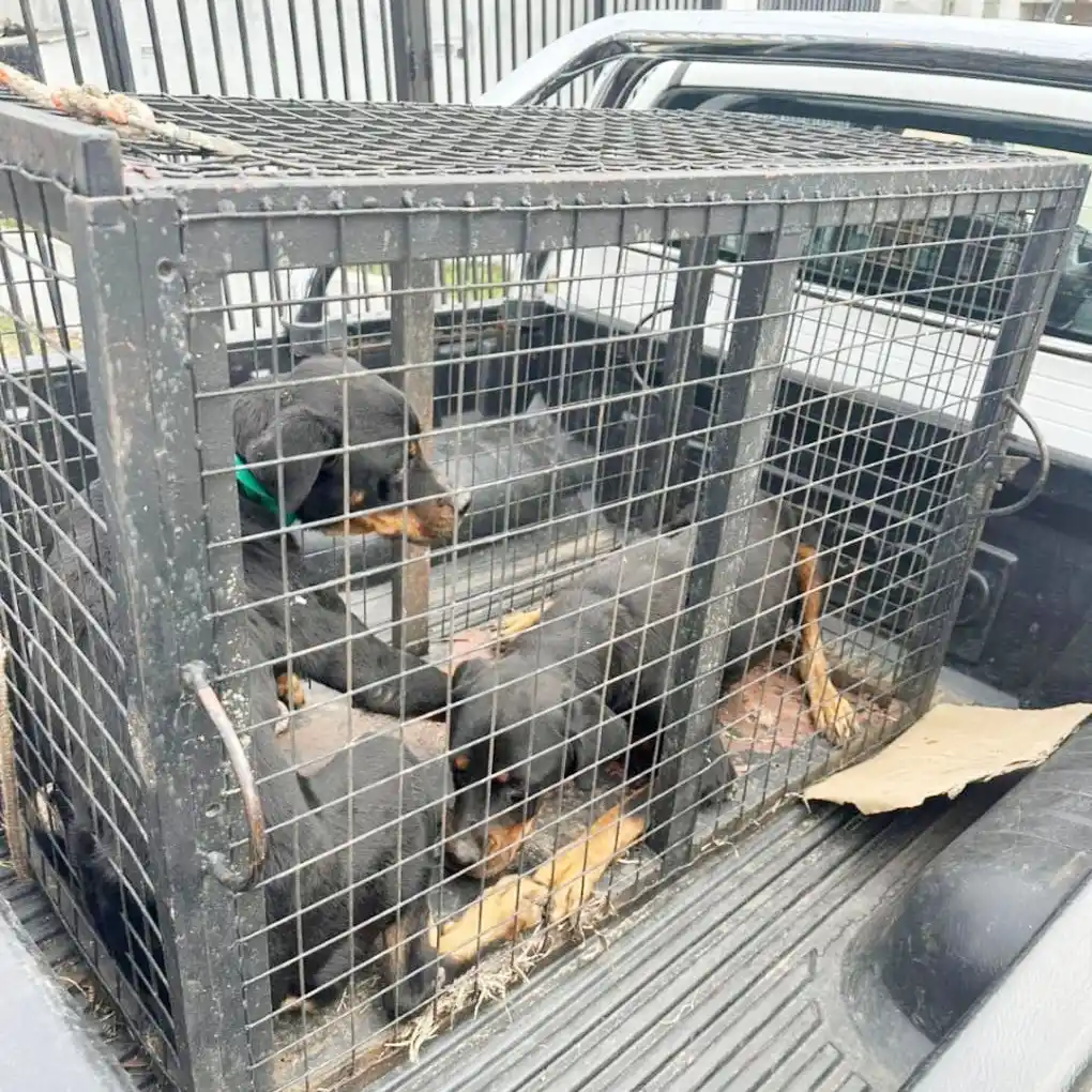 Rescatan tres perros en mal estado en una vivienda