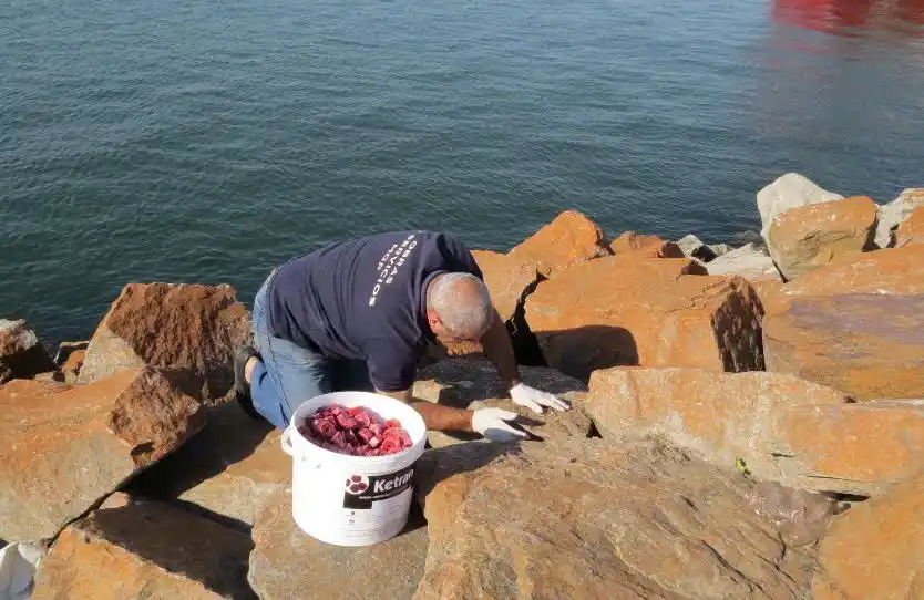 El Municipio comenzó con la campaña de desratización del frente costero