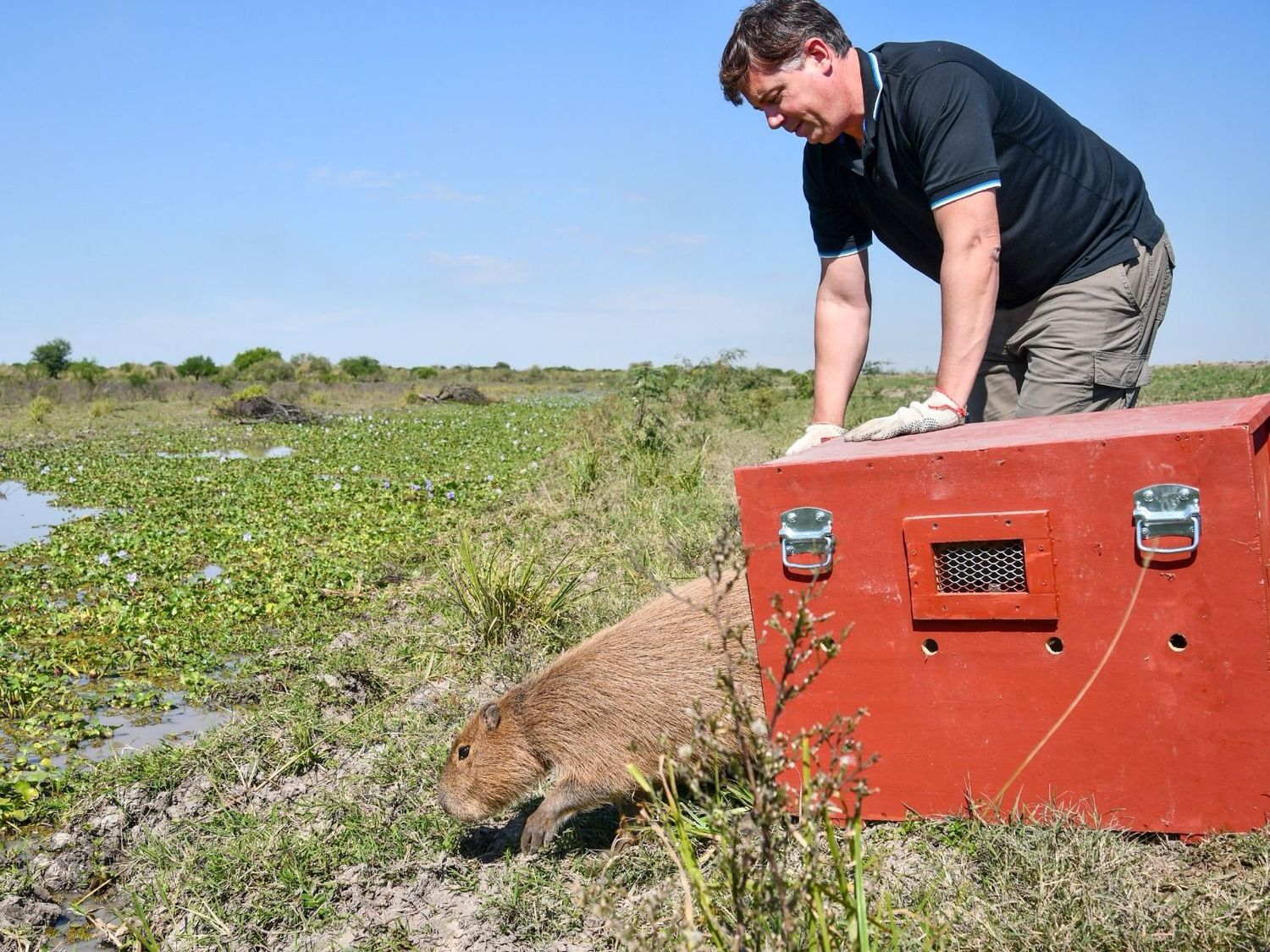 Provincia liberó fauna silvestre rehabilitada en el norte santafesino