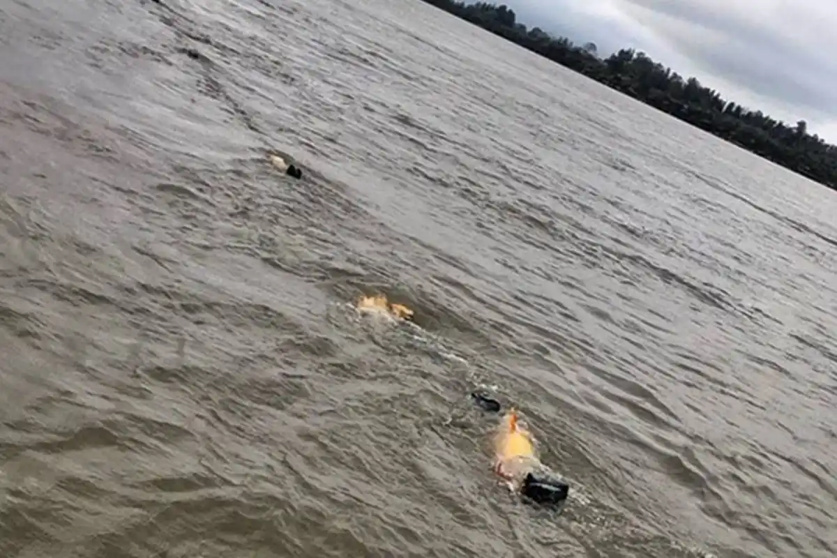 Filman trasmallos llenos de Dorados en plena veda de esa especie