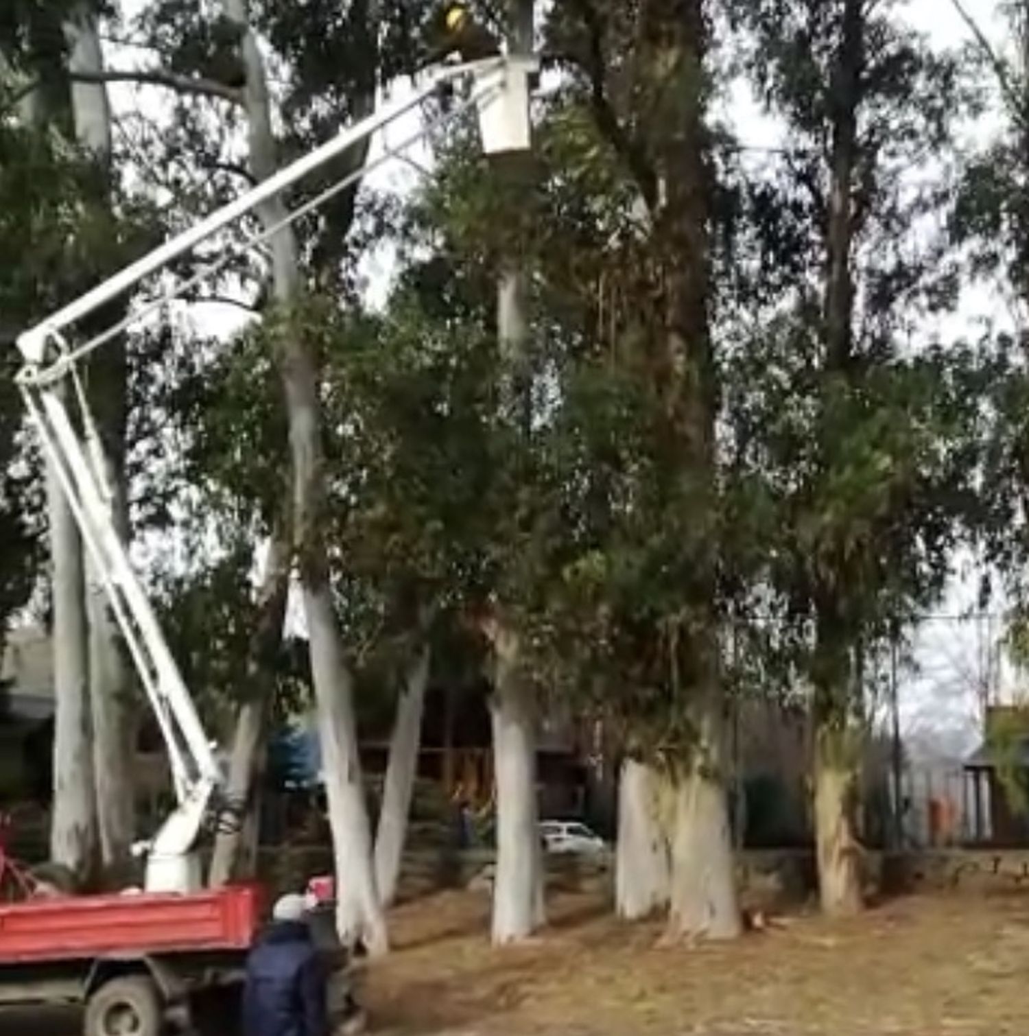 Por prevención, se realizó un trabajo de poda en la zona del Dique