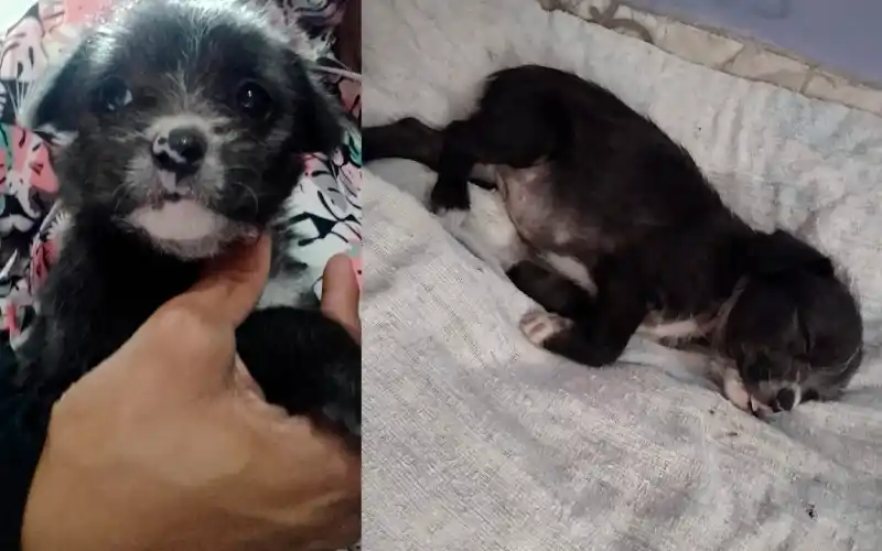 Buscan a Jazmín: la robaron de Cruz Roja al 400