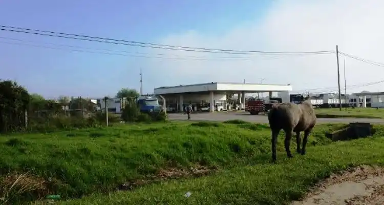Operativo por caballos sueltos en ruta 1001