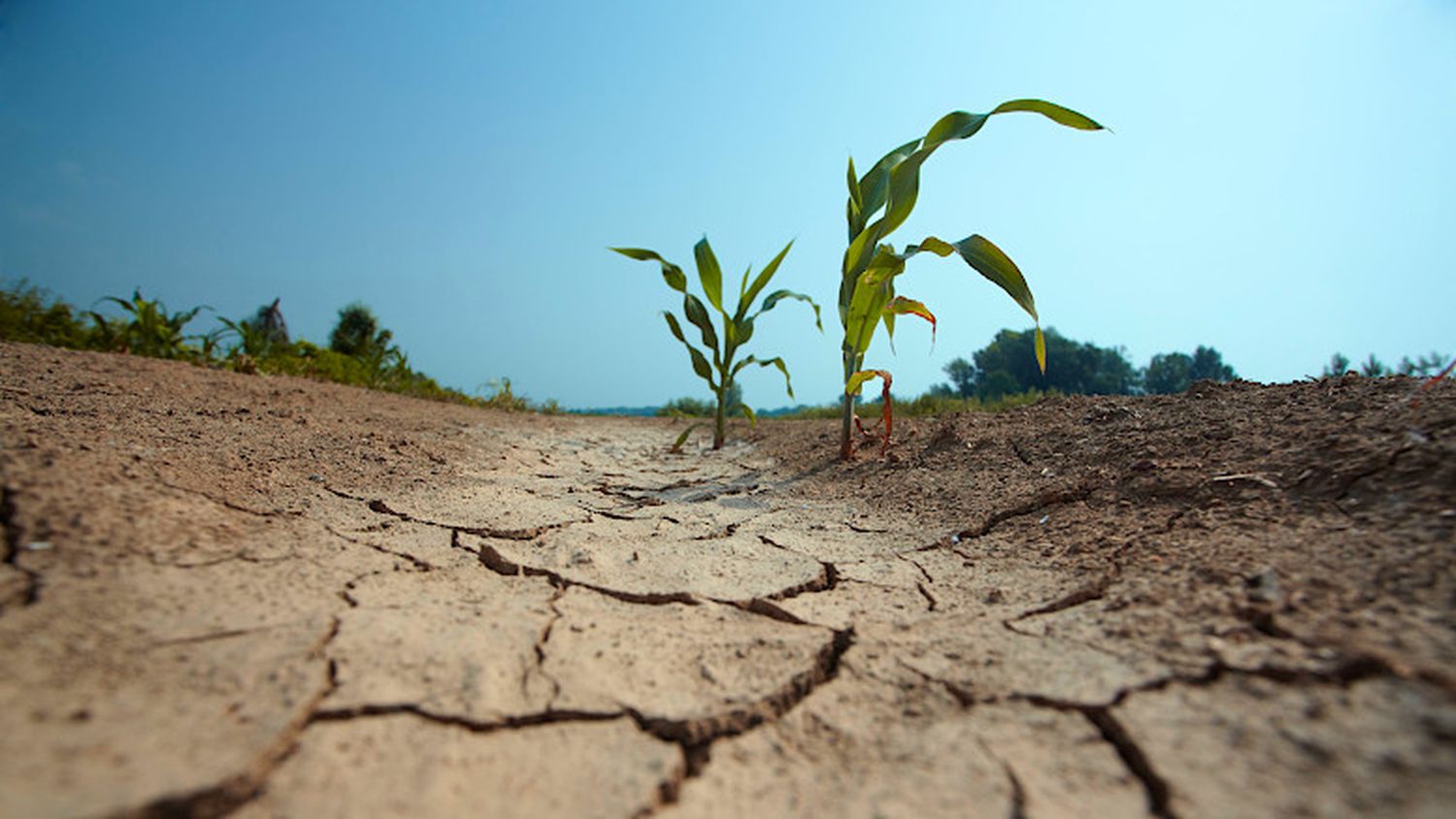 Una tercera Niña afecta al estado de las parcelas agrícolas.