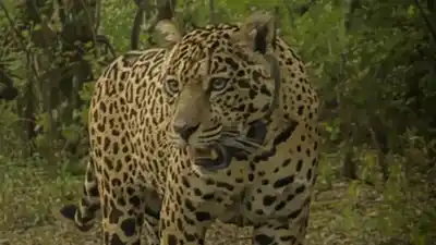 Alarma en El Impenetrable: la yaguareté Acaí está desaparecida y ofrecen una recompensa millonaria