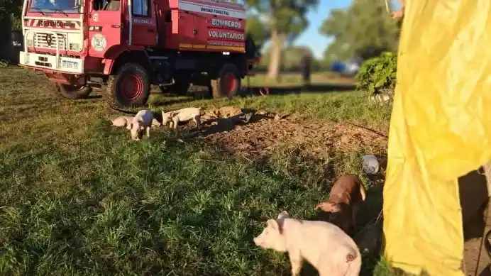Incendio en granjas de cerdos en Entre Ríos: sofocaron las llamas y rescataron animales