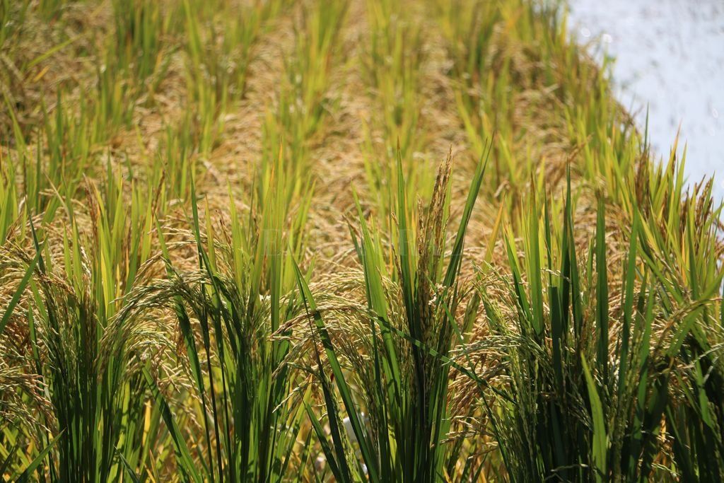 Santa Fe presentará el primer arroz Clearfield doble carolina del país