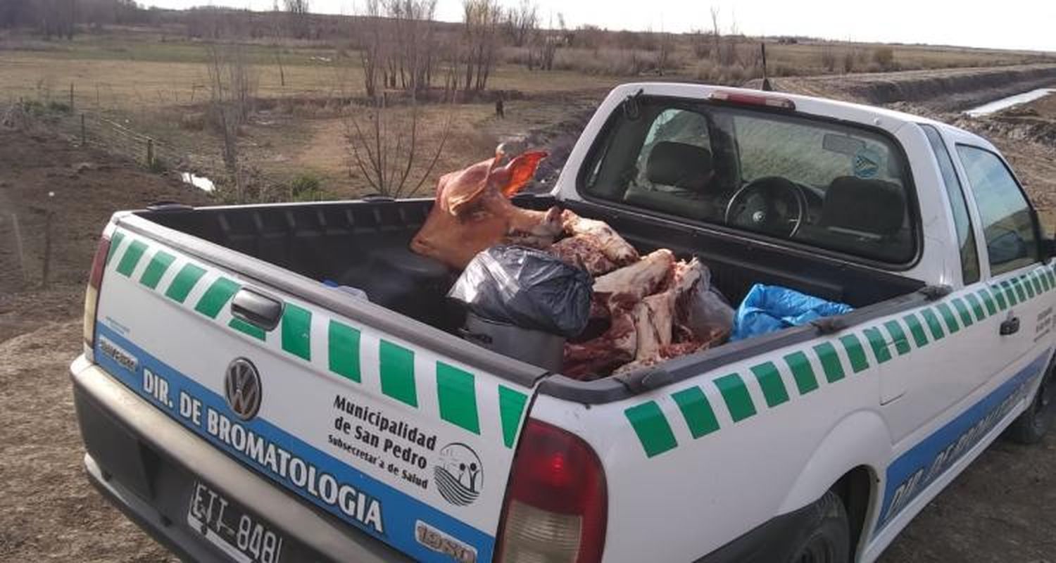 Detectaron triquinosis en un cerdo del Bajo Tala