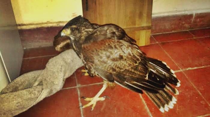 Bahía Blanca: Encontró un pichón de águila en el patio y pidió ayuda al 911