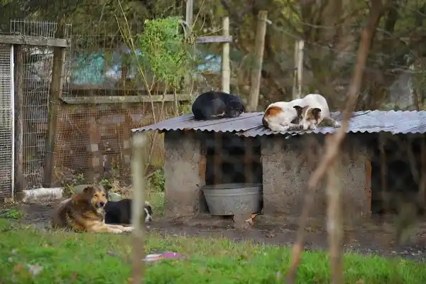 "Nos agarraron de punto": Volvieron a robar en Patitas por segundo día consecutivo