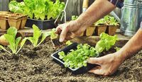 HUERTA DOMICILIARIA: cobertura vegetal, asociaciones benéficas y ecosistema diverso