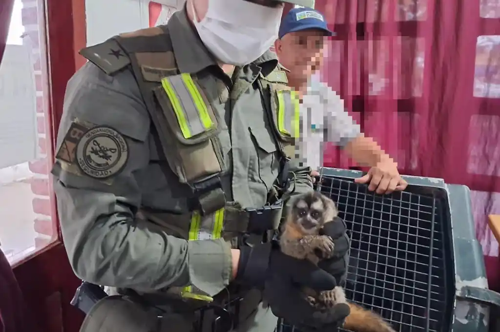 Los primates fueron trasladados a la Reserva Guaycolec, ubicada en Formosa.