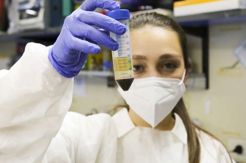 Es clave la alta producción de un tipo de célula para la inmunidad al coronavirus