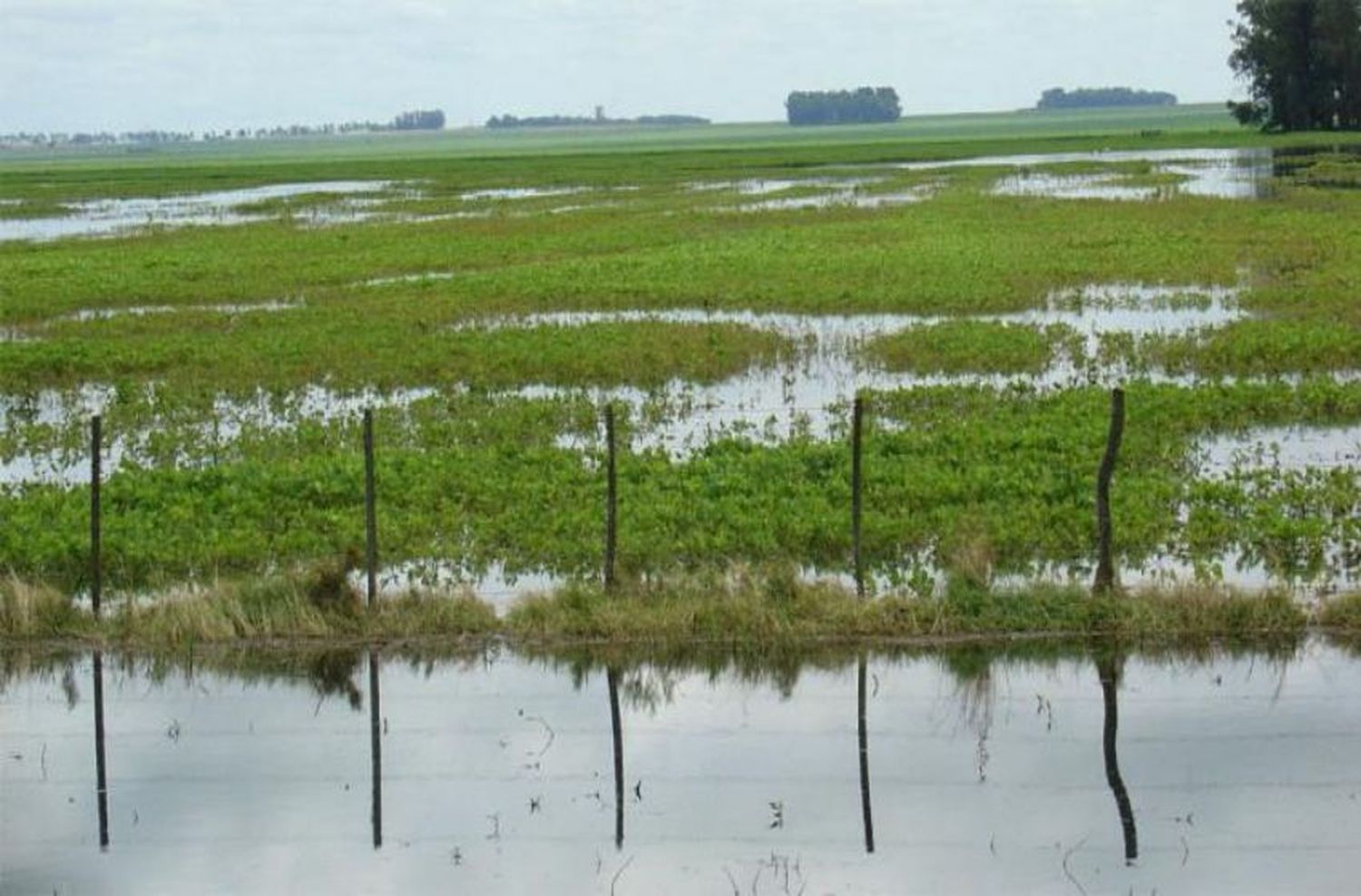 Clima devastador para el campo: perderán el cultivo de 185 mil hectáreas de soja