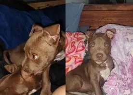 Sol busca a su mascota