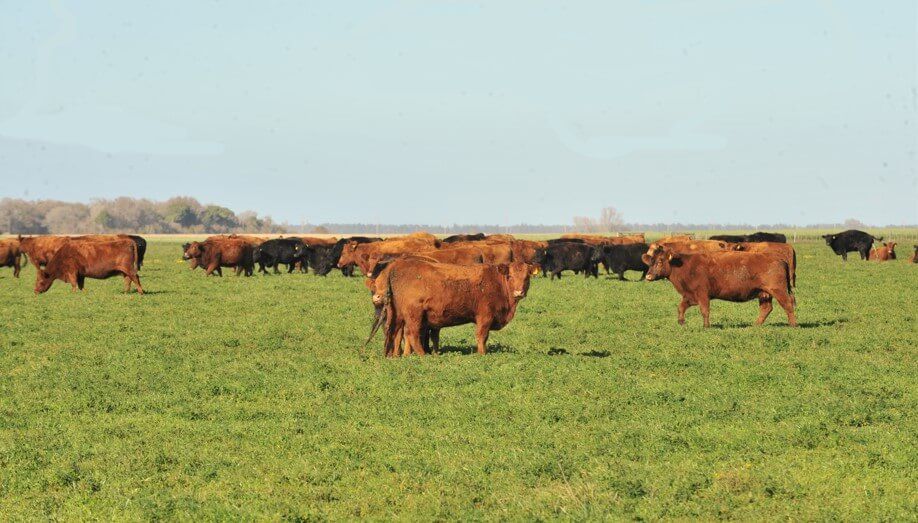 Ganadería en campos agrícolas: misión posible y rentable