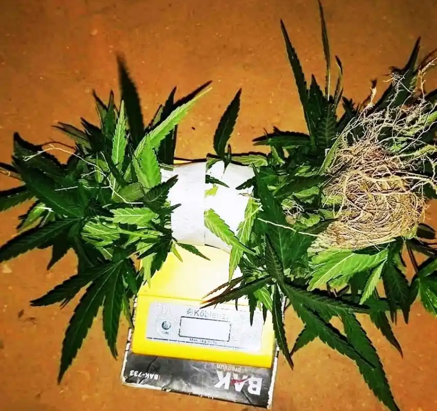 La Policía secuestró plantines de marihuana y demoró a dos personas