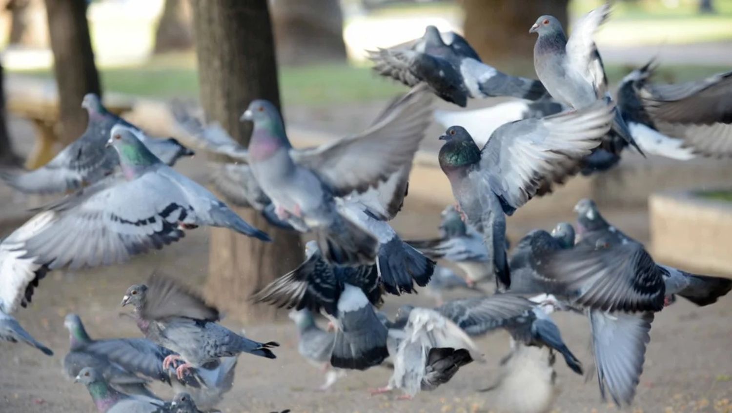 La inedita búsqueda de voluntarios en Bahía Blanca