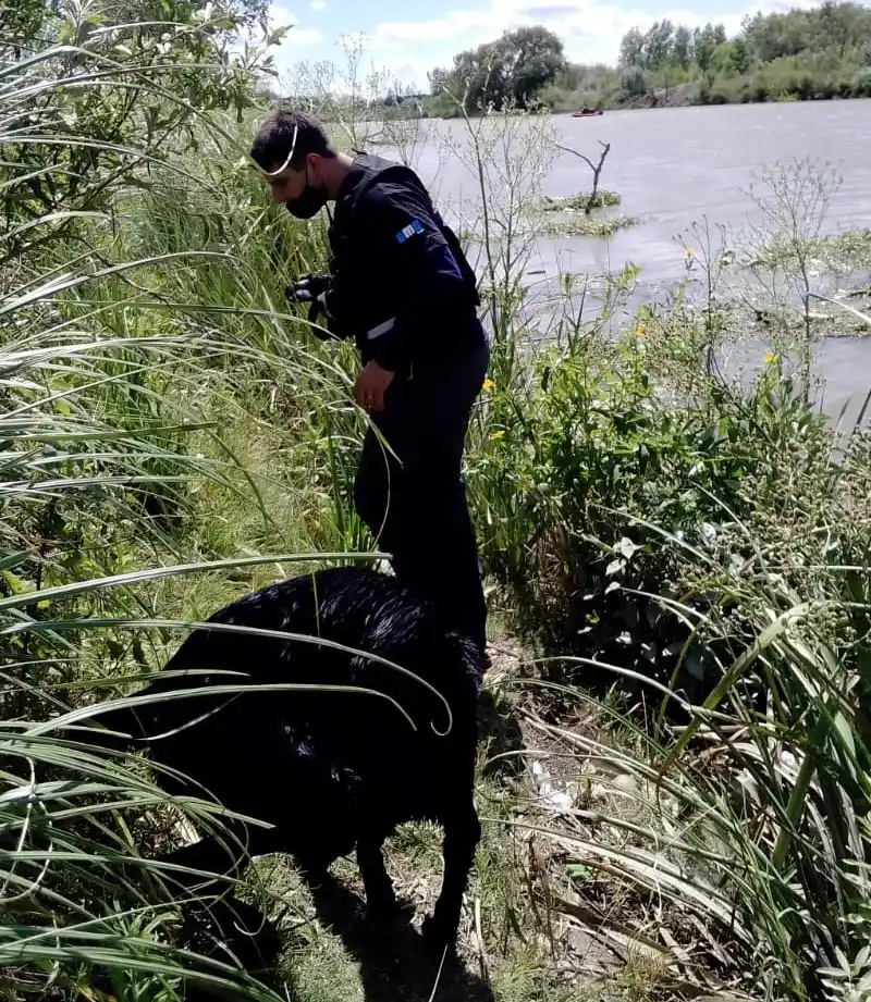 En plena tarea de búsqueda-