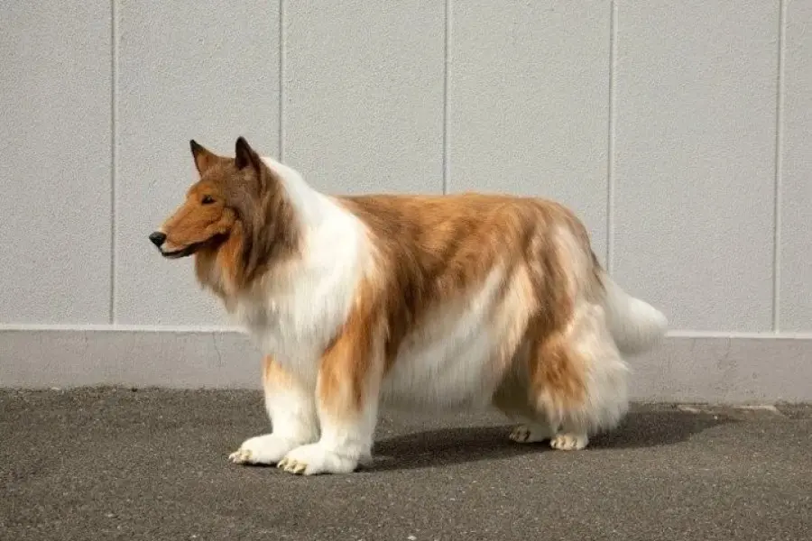 Toda su vida quiso ser un perro y al fin lo logró, o algo así: su transformación revoluciona las redes