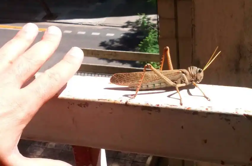 Invasión en Rosario: langostas de gran tamaño aterrizaron en la ciudad