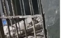 VIDEO: Ratas en los calabozos de la Comisaría Primera