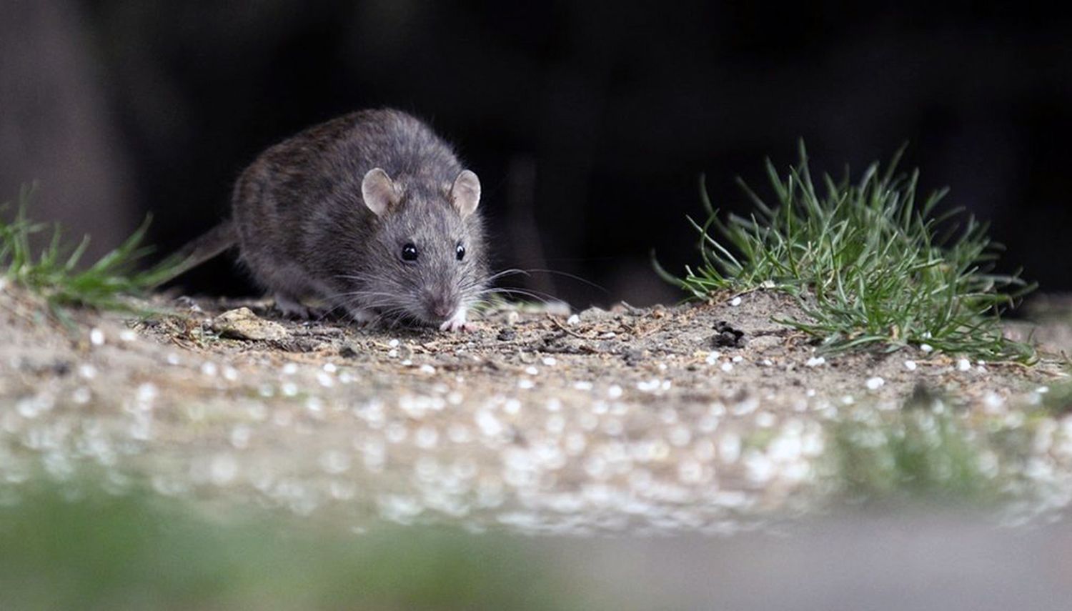 Confirman un caso de hantavirus en Bragado