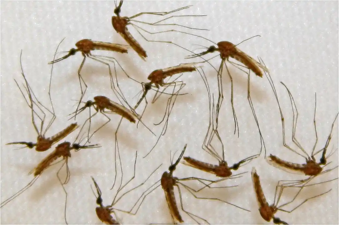Aedes aegypti, el vector de la enfermedad.