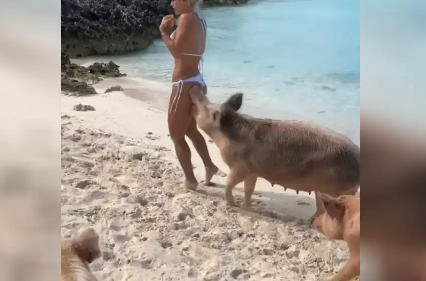 Video: posaba para una foto y le mordió la cola un chancho