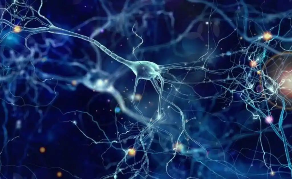 Detectan células “zombis” en el cerebro humano después de la muerte