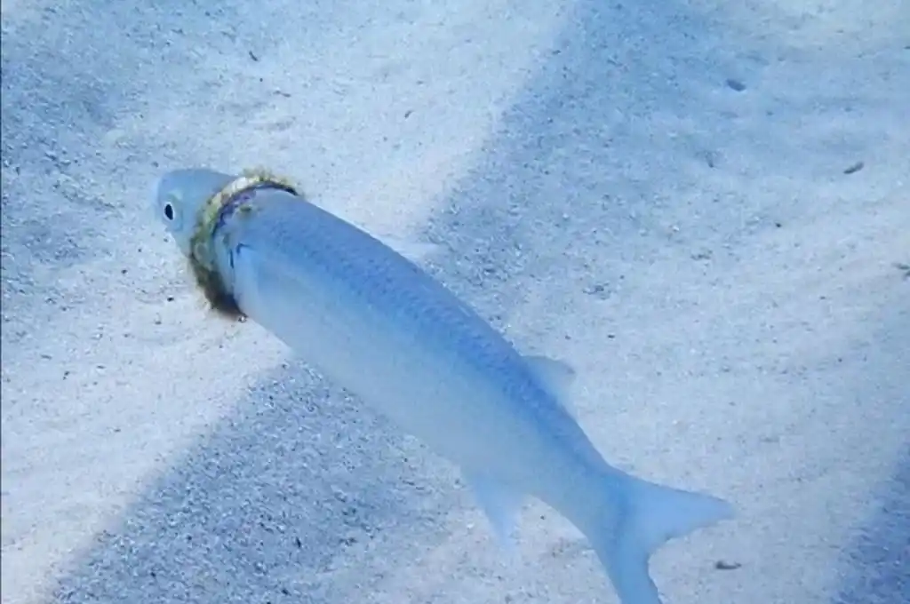 Increíble: hallaron su anillo de matrimonio cinco meses después atorado en un pez