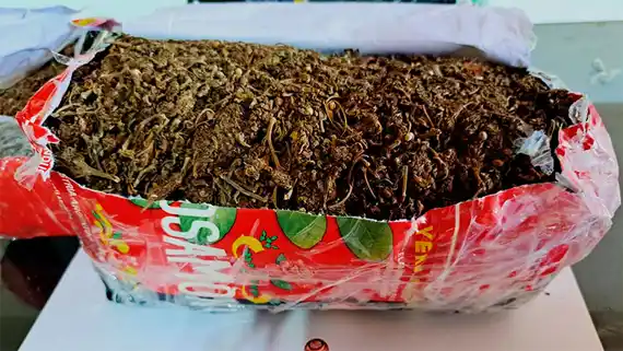 Hallaron en una encomienda paquetes de yerba y harina con marihuana