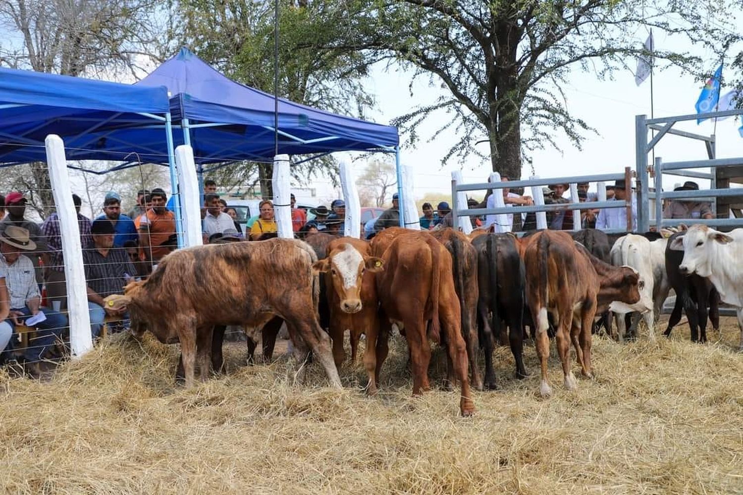 Avanzan los preparativos para la Primera Feria Ganadera Paippera