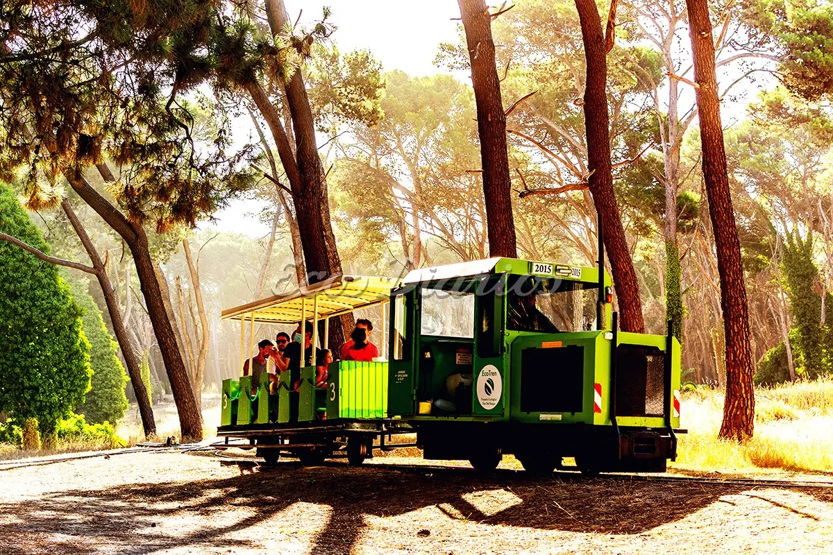 Tren del parque. Uno de los atractivos que tienen los visitantes que llegan a nuestra ciudad.