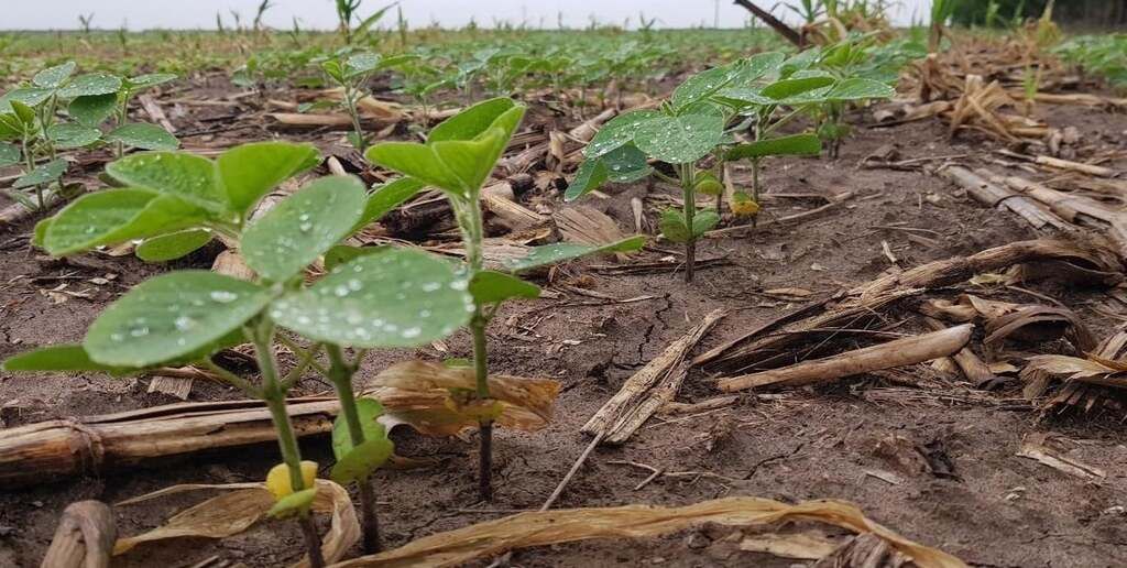 Mesopotamia podrían alcanzar temperaturas máximas superiores a los 40 °C.  Perspectiva agroclimática: bajas temperaturas iniciales, calor intenso y lluvias selectivas