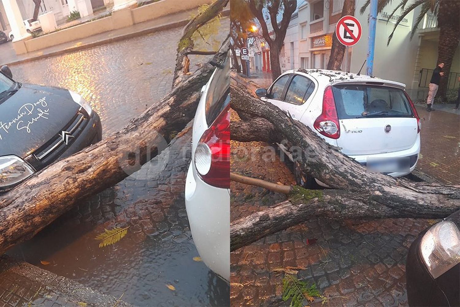 Un árbol se cayó en pleno Bv. Lehmann y quedó en medio de la calle