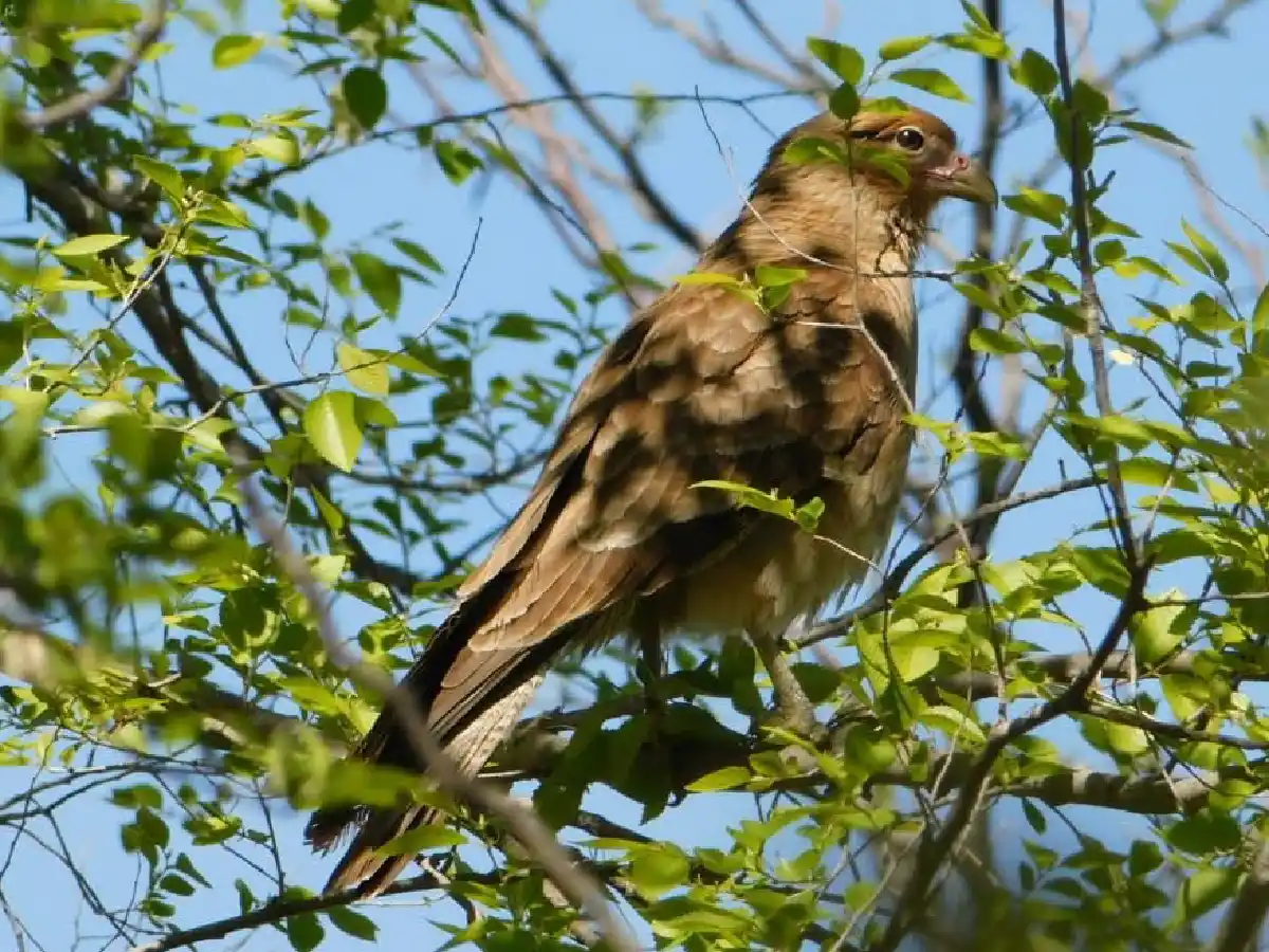 Policía Ambiental liberó fauna silvestre al oeste del departamento Río Cuarto